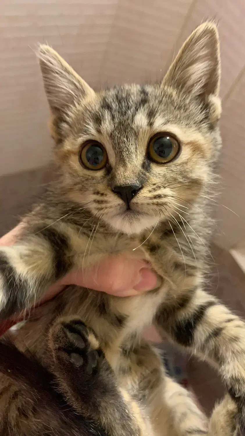 واگذاری رایگان گربه با تعهد|گربه|تهران, بهار|دیوار