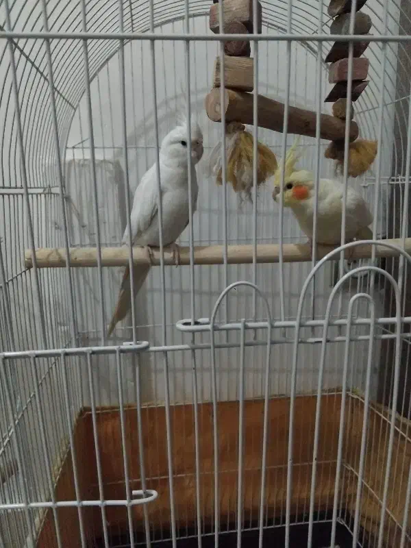 عروس هلندی زیبا یک جفت|پرنده|قم, شهر قائم|دیوار