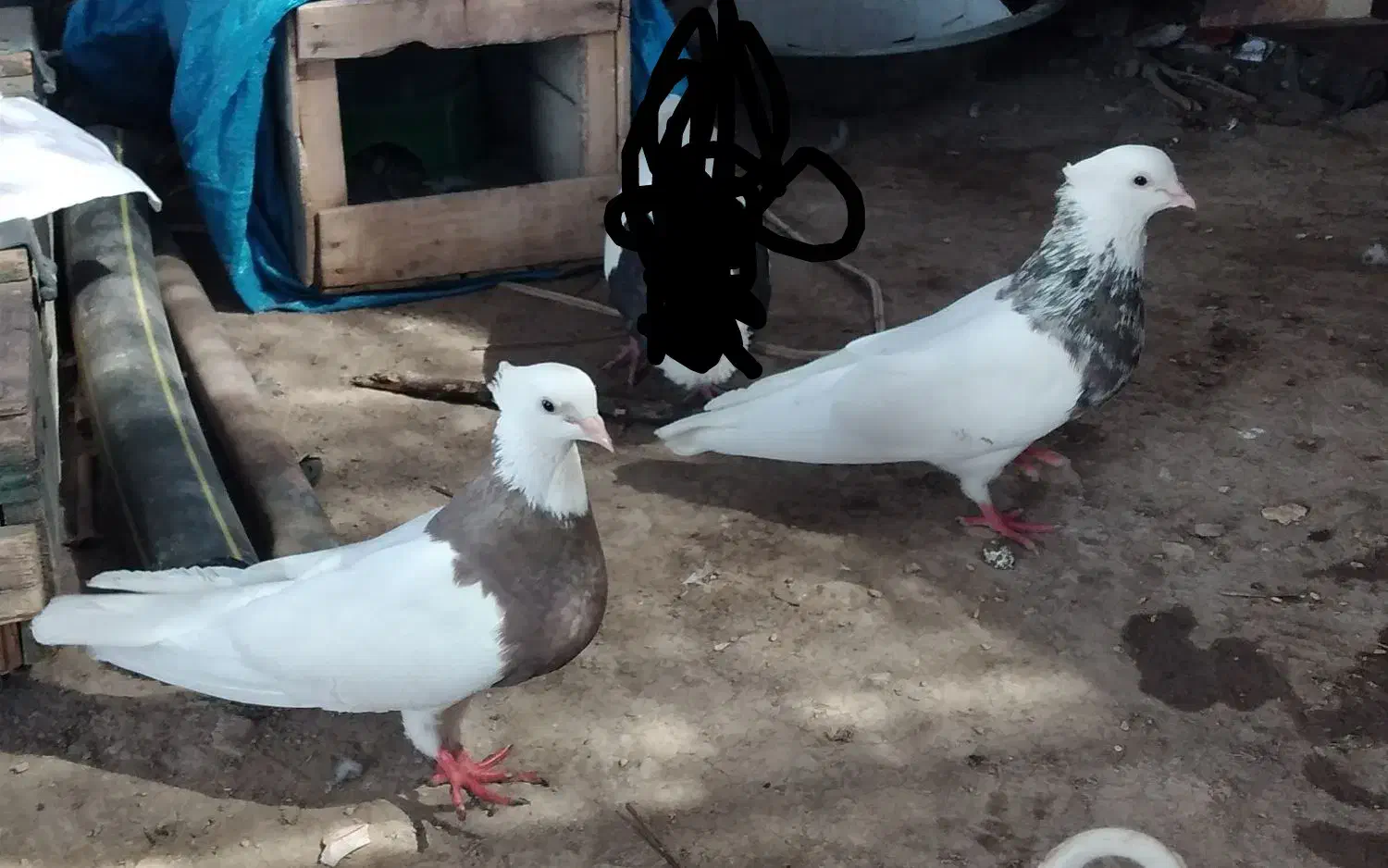 طوقی دره شهر|پرنده|دره شهر, |دیوار