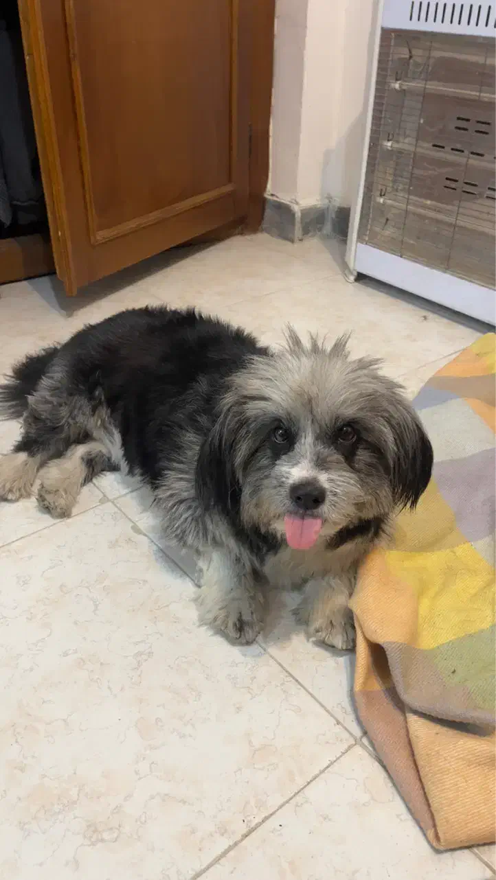 واگذاری|سگ|رشت, سعدی (تختی)|دیوار