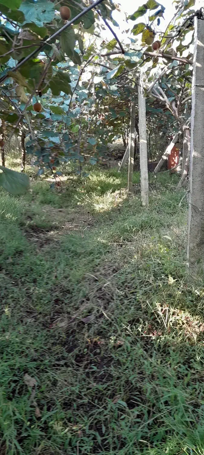 فروش باغ کیوی متراژ 750متر|فروش زمین و ملک کلنگی|چوبر, |دیوار