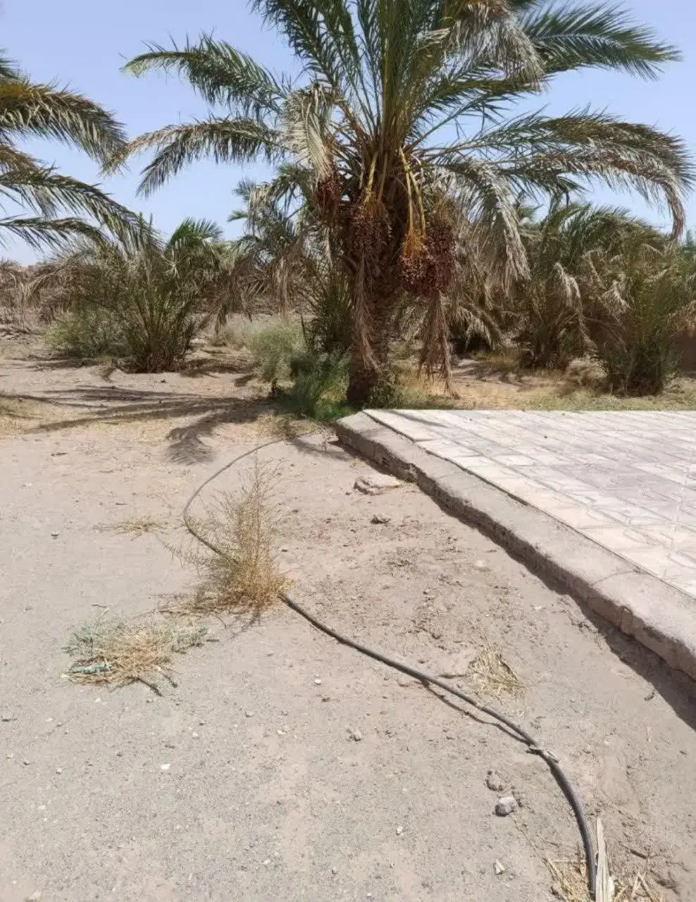 زمین فروشی با درختان مضافتی و یک خانه ۶۵ متری|فروش دفتر صنعتی، کشاورزی، تجاری|ریگان, |دیوار