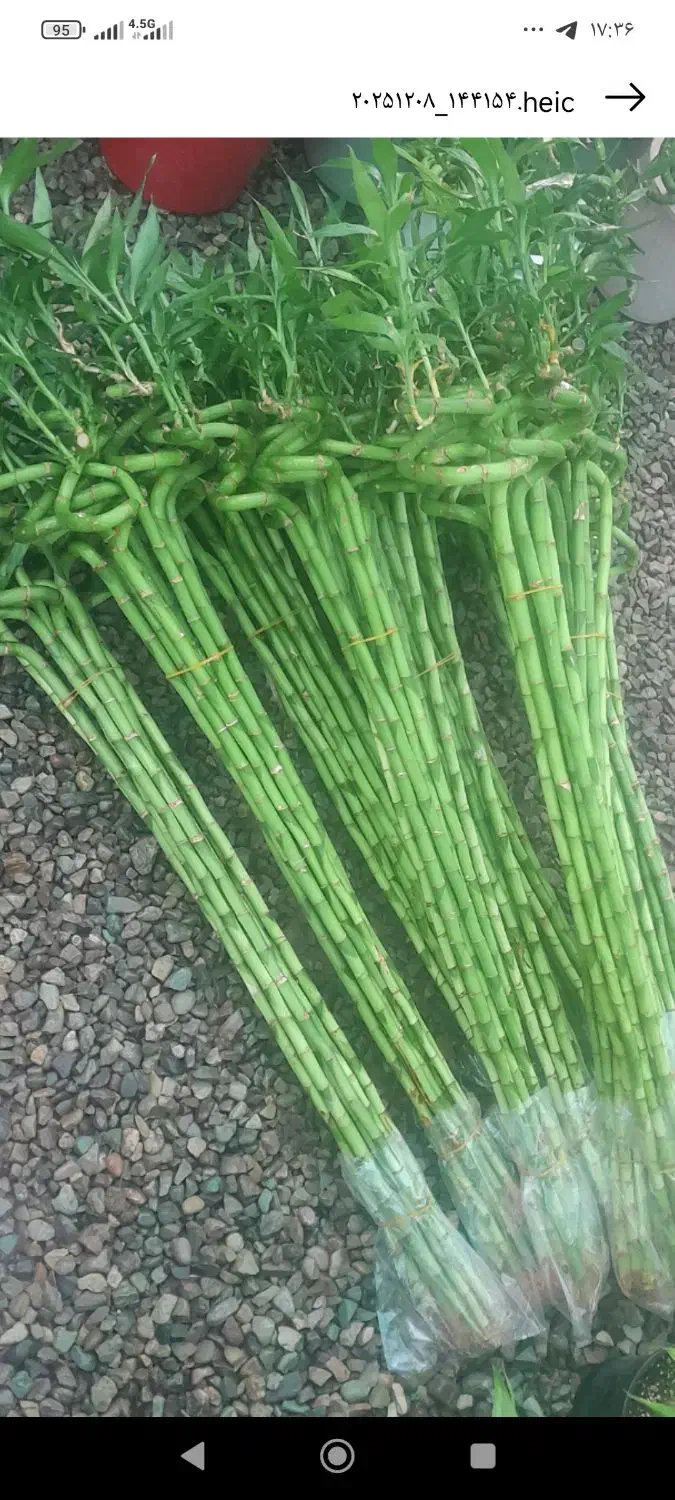 انواع بامبو|گل و گیاه طبیعی|بیرجند, |دیوار