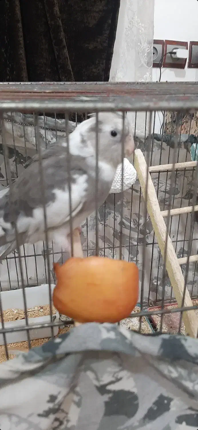 فروش عروس هلندی|پرنده|نقده, |دیوار