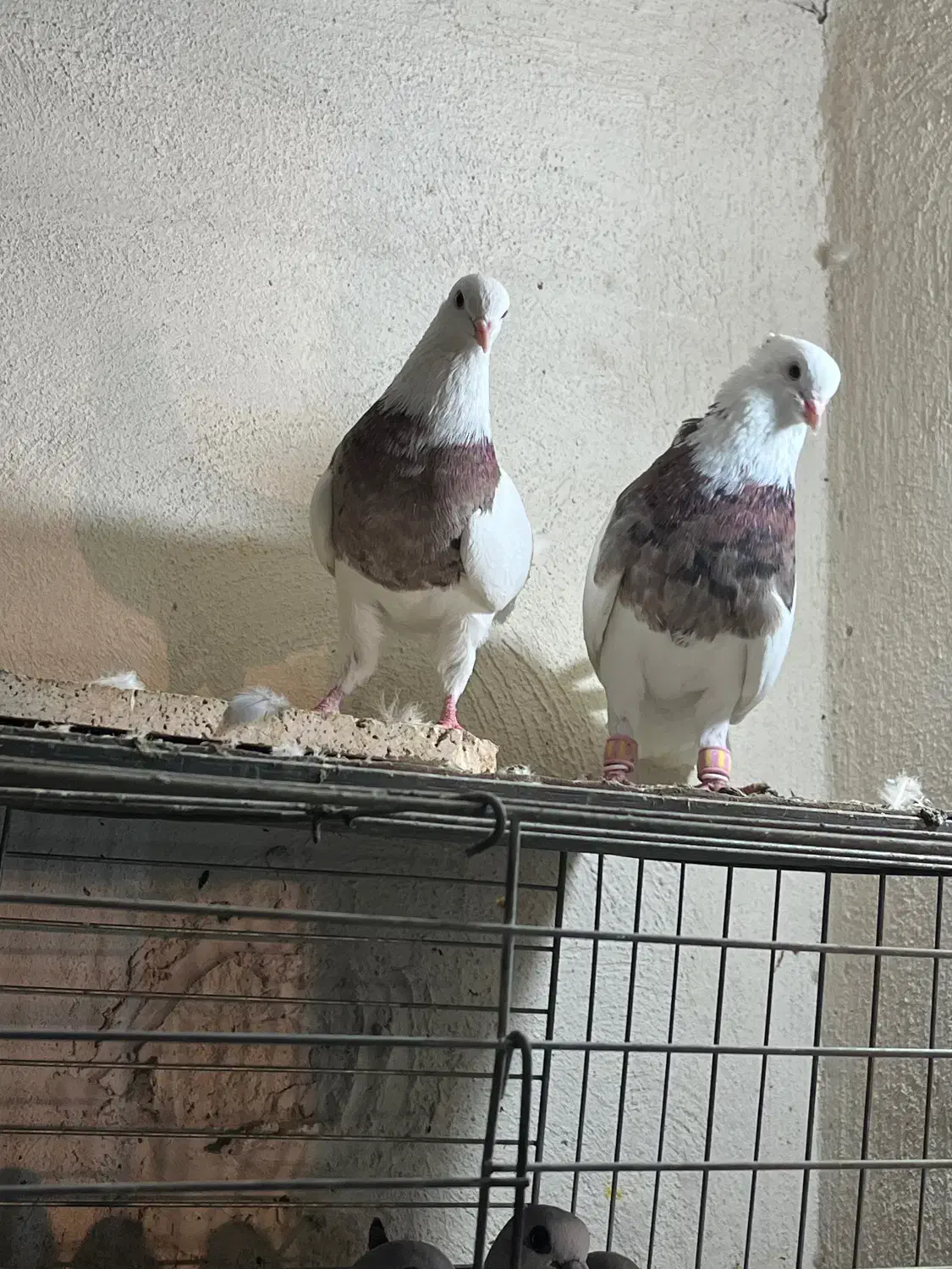 طوقی|پرنده|آبادان, |دیوار