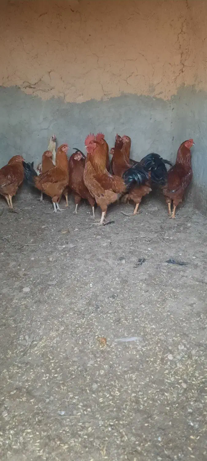 خروس|حیوانات مزرعه|شراء, |دیوار