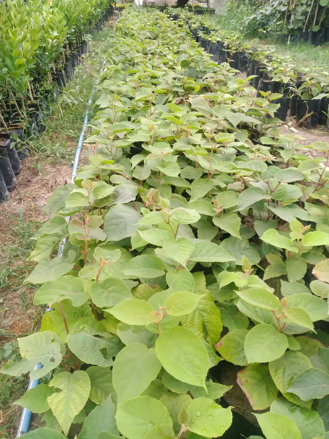 نهال کیوی|خدمات باغبانی و درختکاری|شیرود, |دیوار