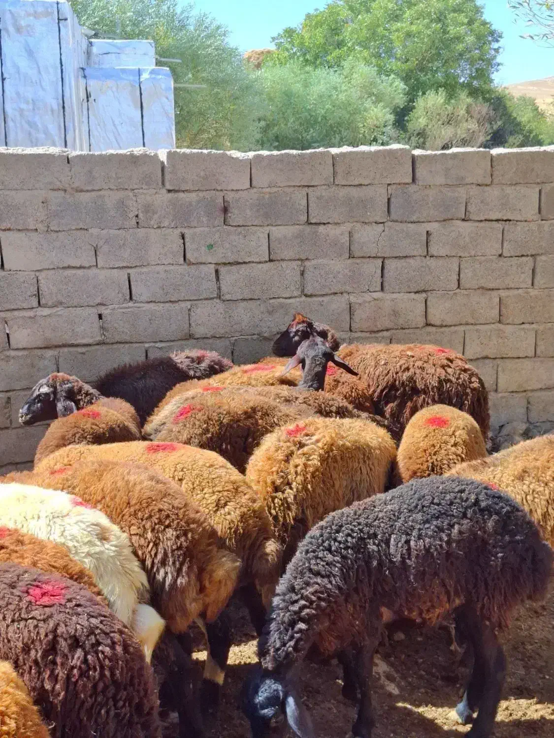پشم بره|رختخواب، بالش، پتو|اردبیل, |دیوار
