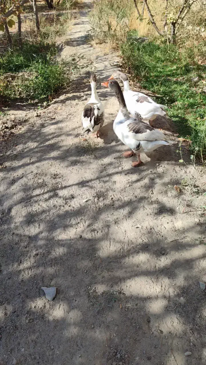 غاز|حیوانات مزرعه|شهریار, بکه|دیوار