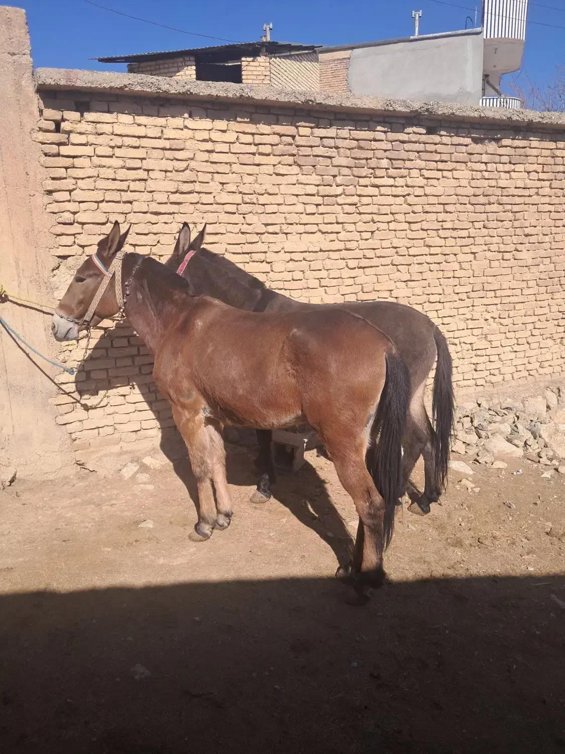 قاطر باری کوهستانی|حیوانات مزرعه|لاران, |دیوار