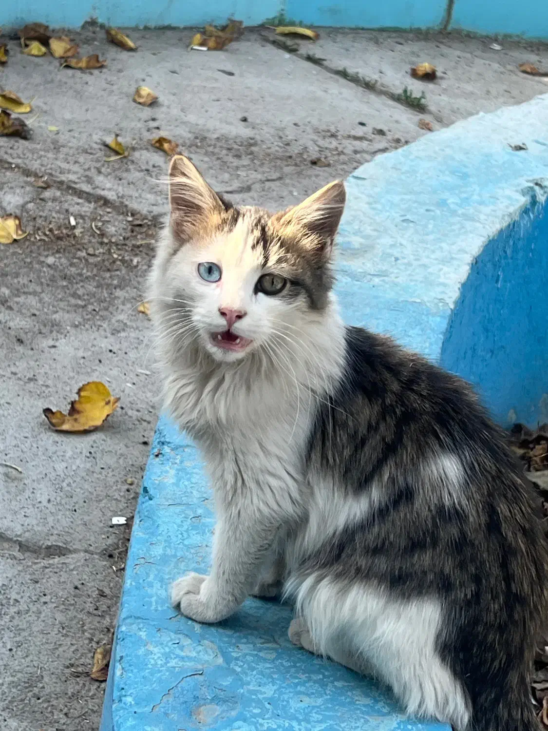 گربه|گربه|خسروشاه, |دیوار