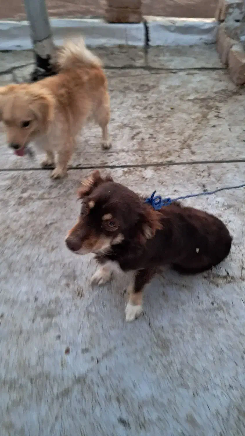 یک جفت سگ پاکوتاه پشمالو(اشپیتز)مولد|سگ|رفسنجان, |دیوار