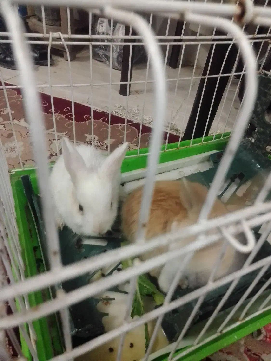 خرگوش تازه علف خوار شده از شیر مادر تغذیه شده|موش و خرگوش|مشهد, انقلاب|دیوار