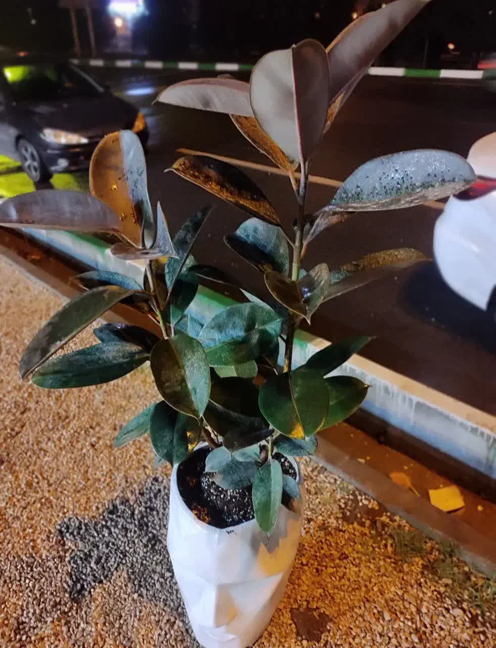 فیکوس در همه مدل در گلرویا|گل و گیاه طبیعی|قم, پردیسان|دیوار