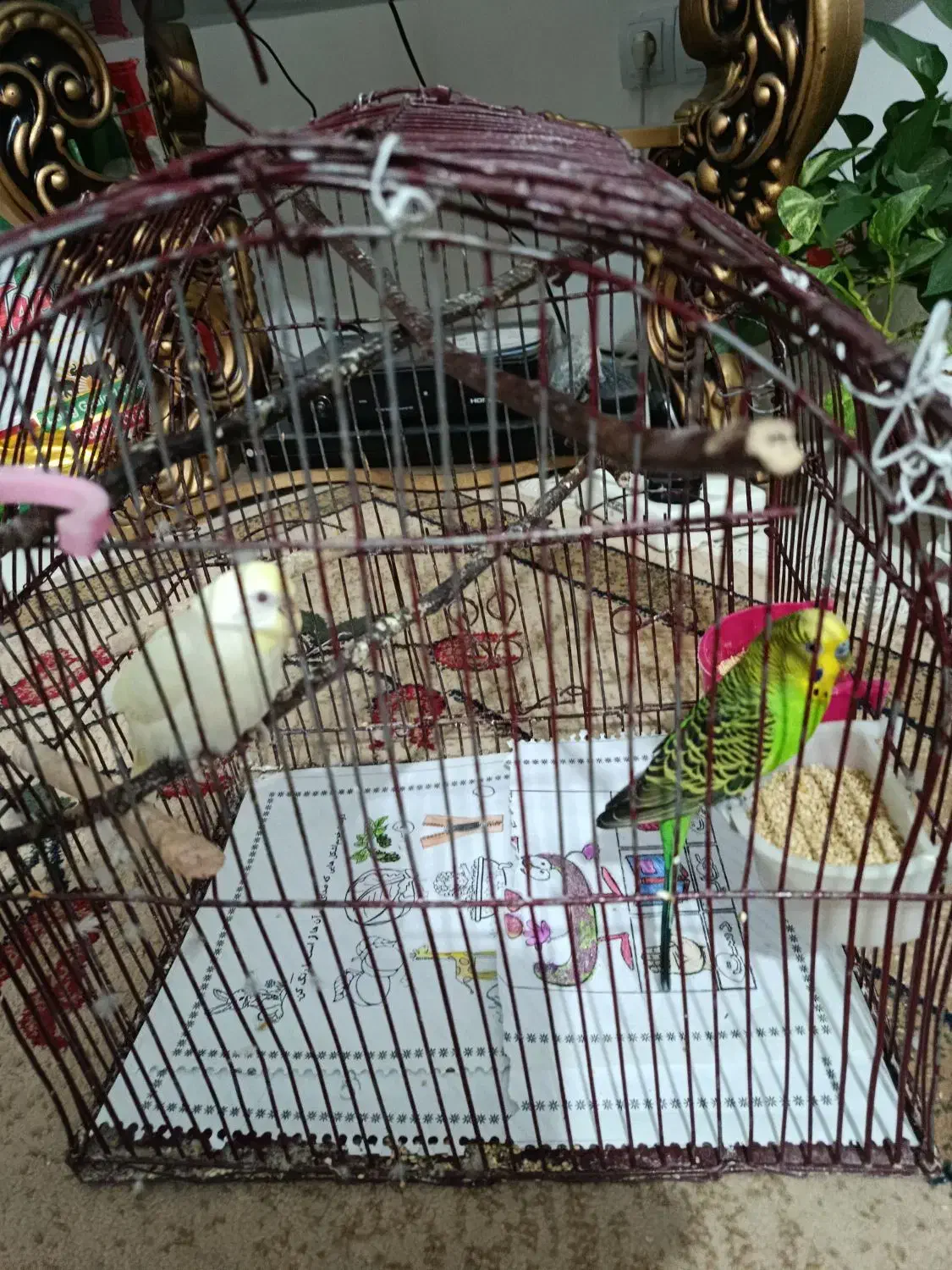 مرغ عشق با قفس|پرنده|شیراز, امام حسین|دیوار