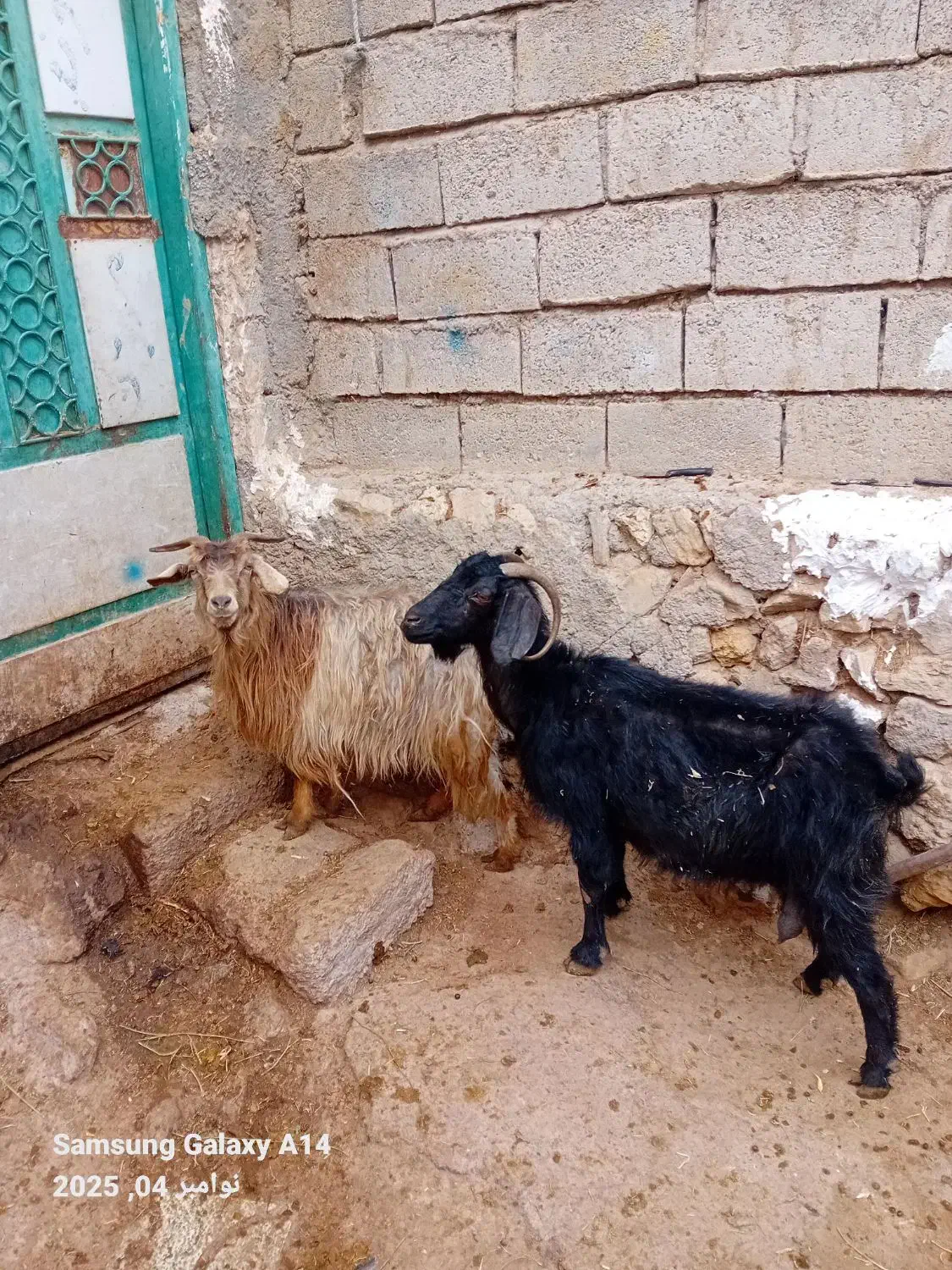 ۲عدد بز جوان برای برای فروشی وزن هر دوتا ۷۴کیلو|حیوانات مزرعه|اردبیل, |دیوار