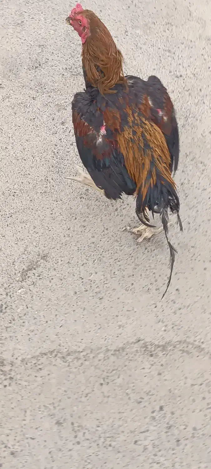 خروس لاری|حیوانات مزرعه|بهارستان, |دیوار