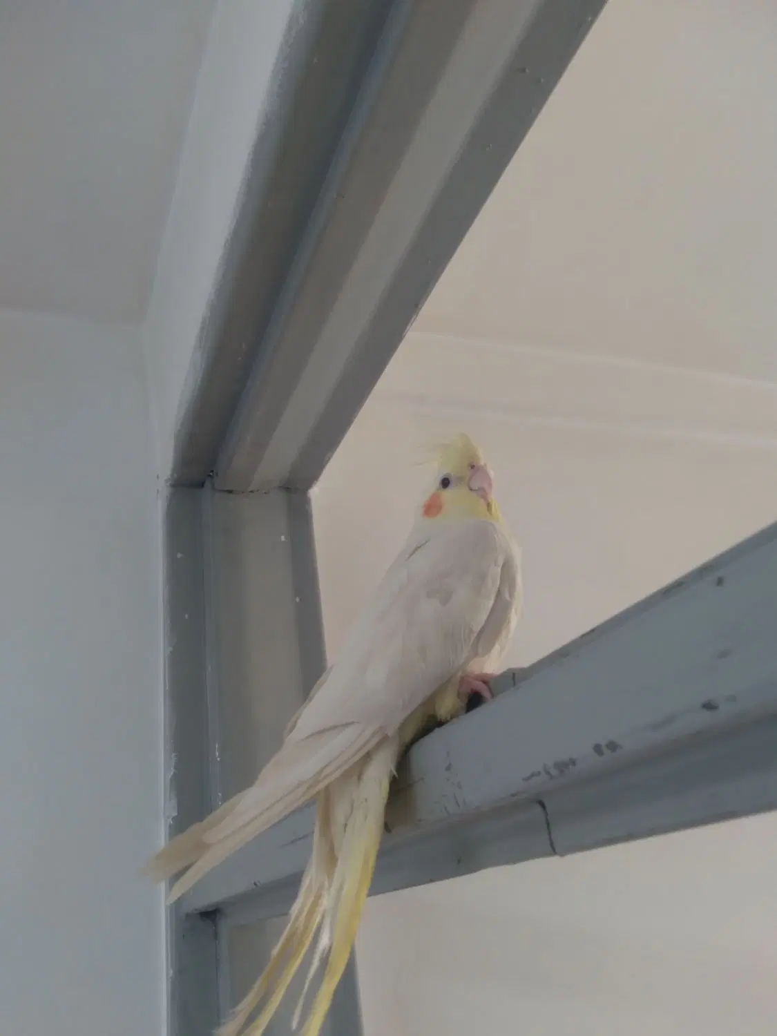 پرنده|پرنده|سنندج, |دیوار