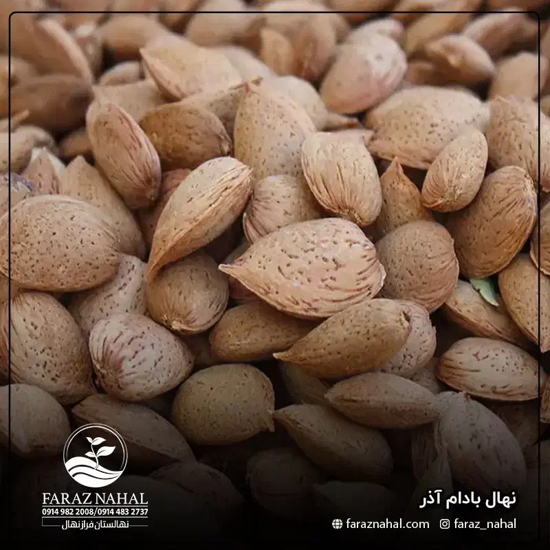 بادام سنگی تازه ونوبر رسید|خوردنی و آشامیدنی|شاهین‌شهر, شهرک میلاد|دیوار