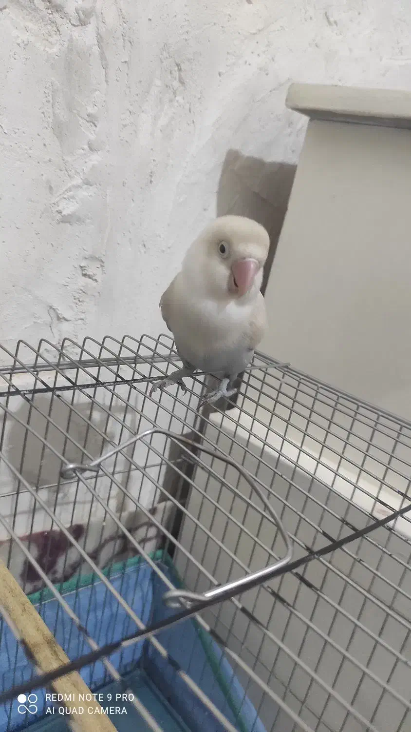 پرنده|پرنده|شیراز, جرسقان|دیوار