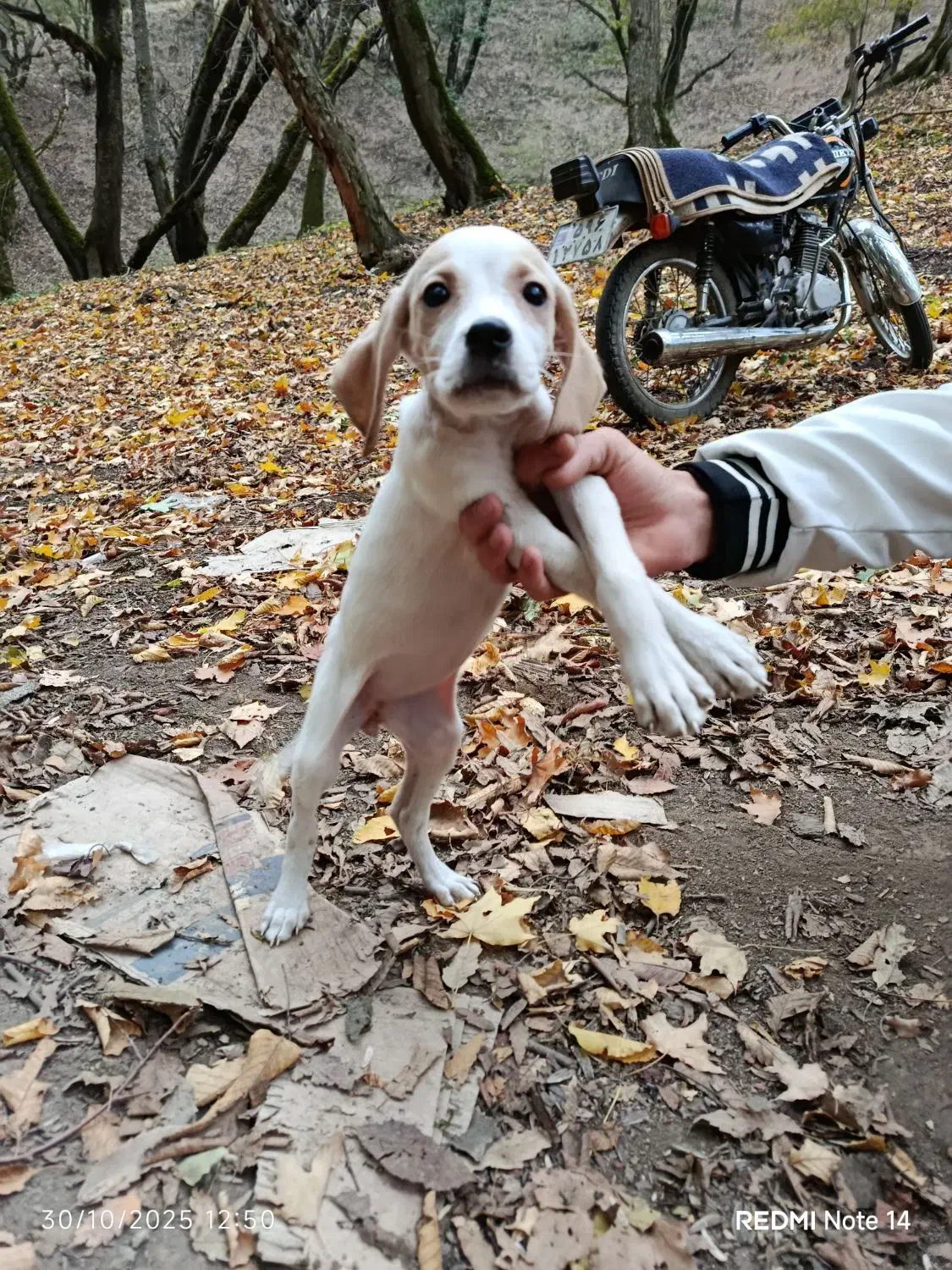 واگذاری توله سگ اصل انگلیس 3 ماهه ماده|سگ|گلی داغ, |دیوار