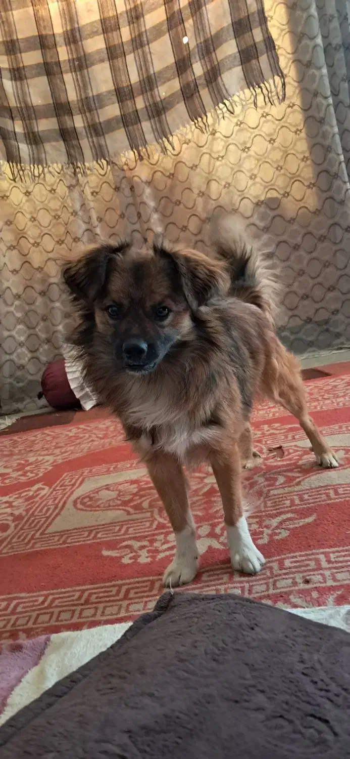 فروش سگ پامر روباهی بامدرک شناسنامه|سگ|نورآباد ممسنی, |دیوار