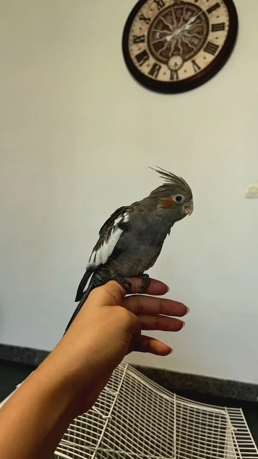 جوجه عروس هلندی ۵۰ روزه|پرنده|نقده, |دیوار