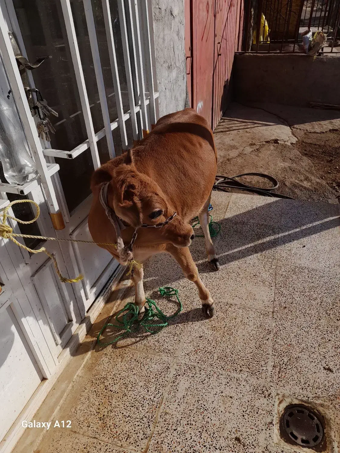 گوشت بره و گوساله محلی و بزغاله|خوردنی و آشامیدنی|روانسر, |دیوار