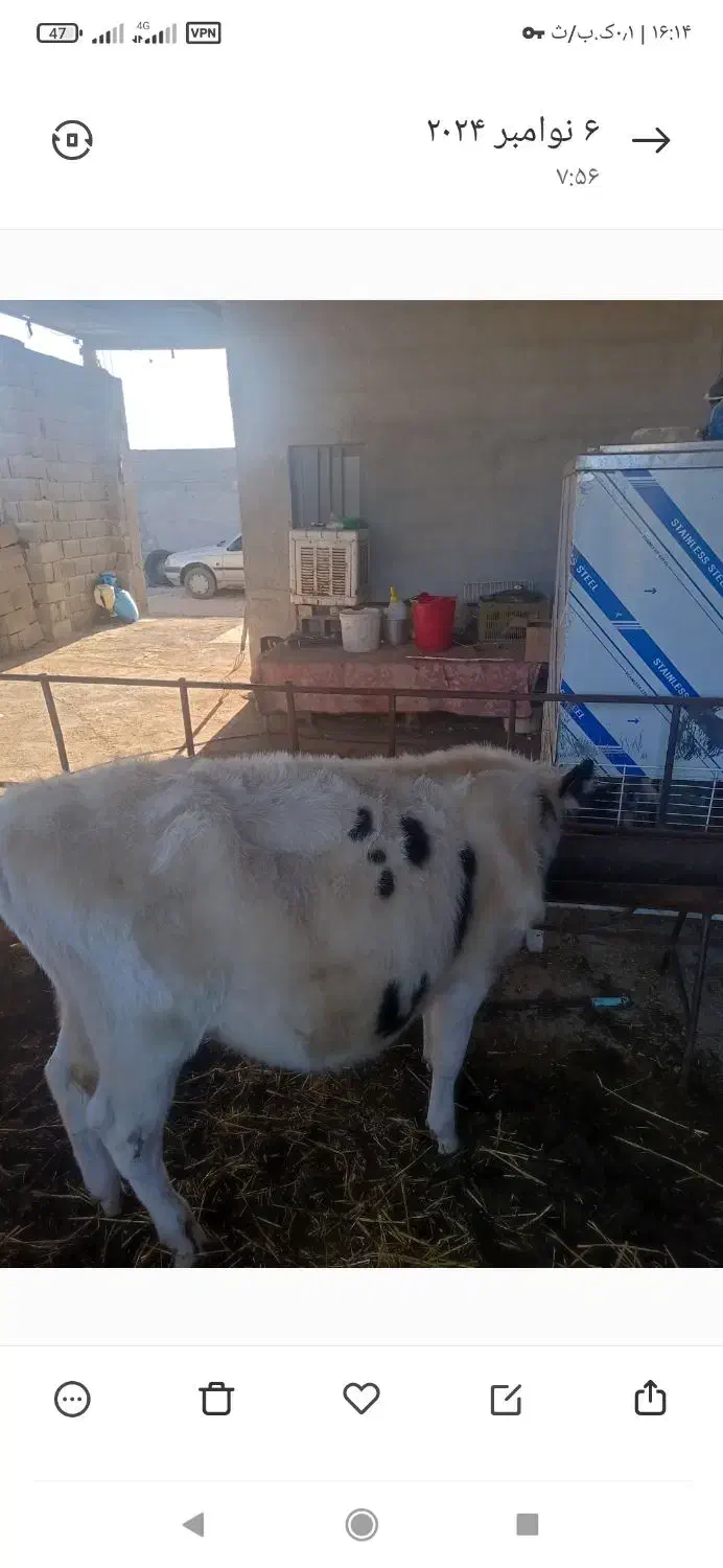سلام گاو گوساله ماده جنس درجه یک|حیوانات مزرعه|مرودشت, مسجد رسول|دیوار