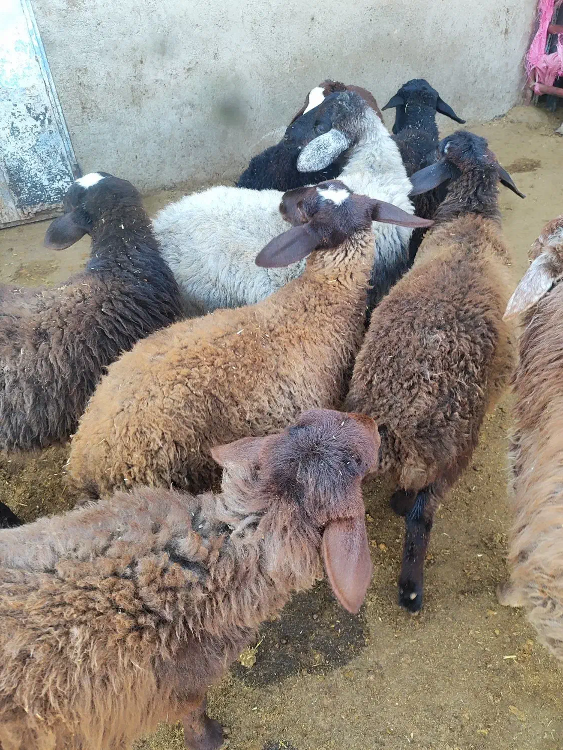 کاملا ارگانیک وبهداشتی|حیوانات مزرعه|قزوین, |دیوار