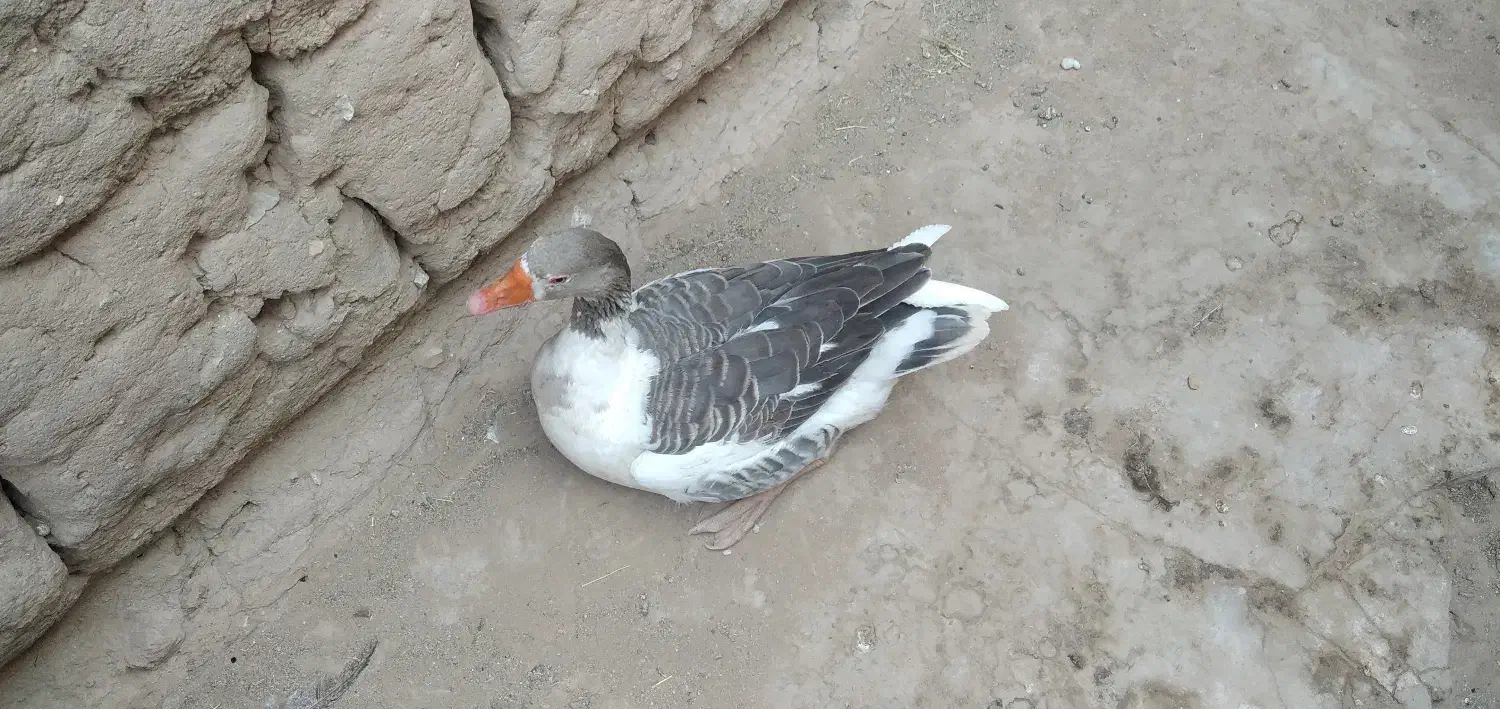 غاز|حیوانات مزرعه|یزد, |دیوار