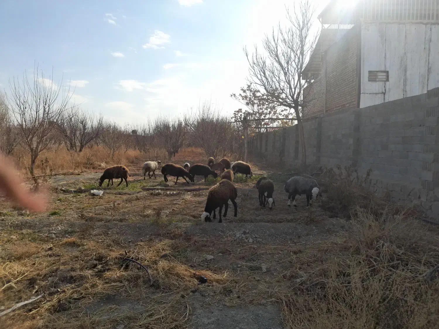 یک جفت بره ماده افشاری یکی قوچ خورده دیگری نه|حیوانات مزرعه|چناران, |دیوار