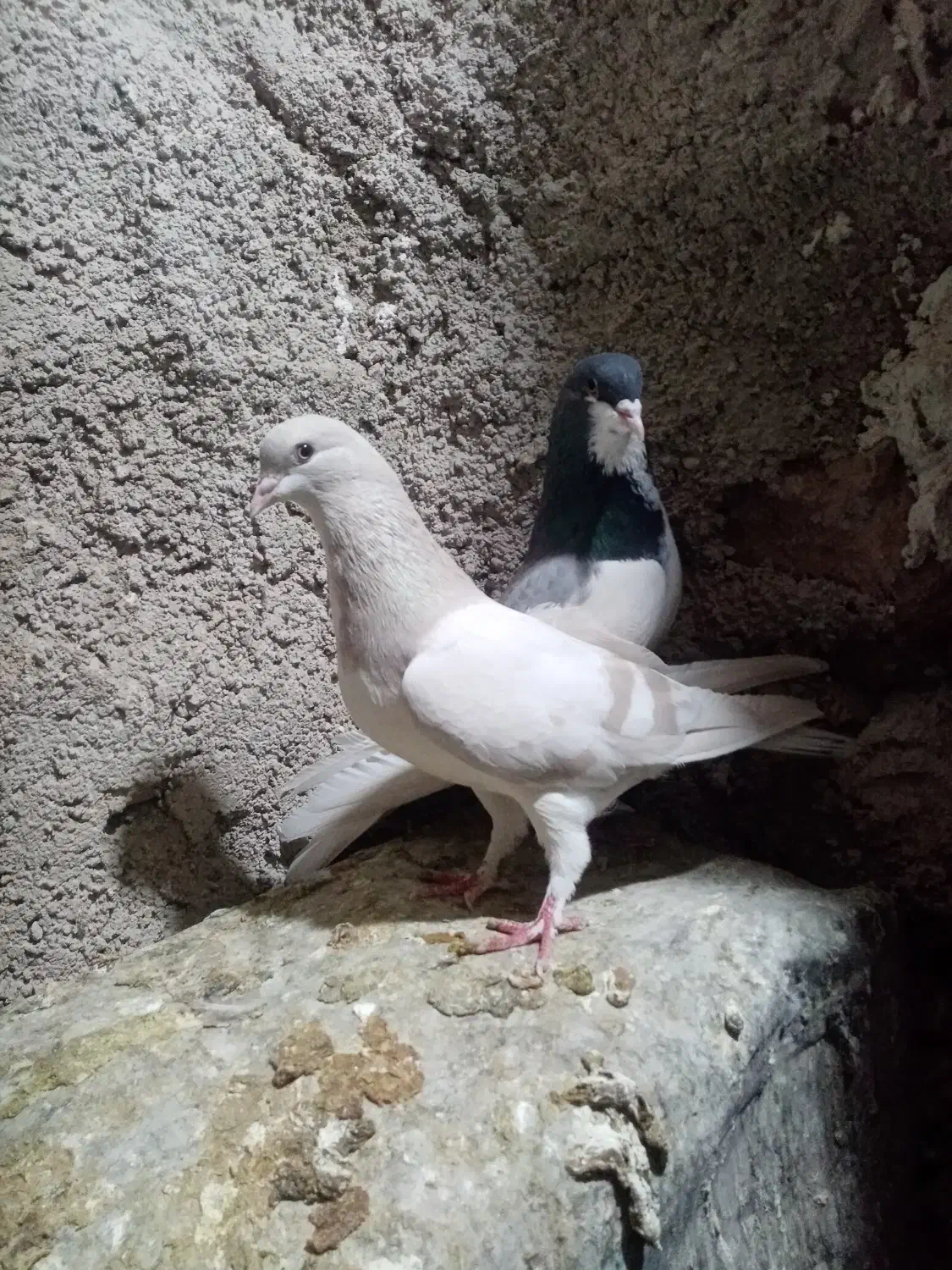 2جفت شهری چپویال بی نقص|پرنده|شیراز, دروازه قران|دیوار