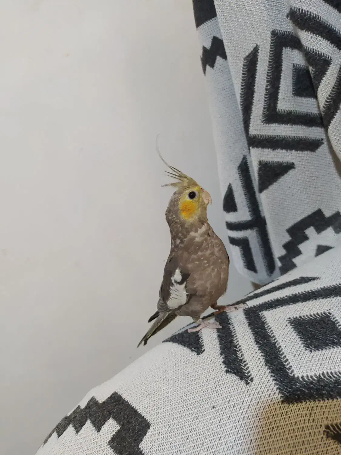 عروس هلندی 3ماهه|پرنده|رشت, پیرکلاچای|دیوار