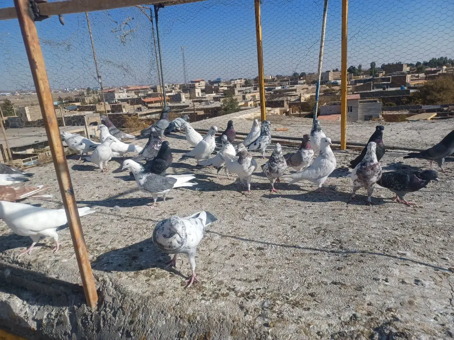 کفتر ساوه|پرنده|ساوه, |دیوار