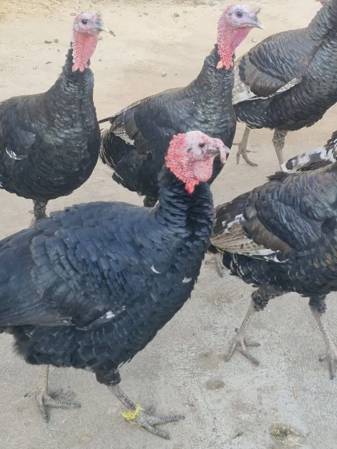 بوقلمون نربرنز فروشی|حیوانات مزرعه|ورامین, ورامین|دیوار