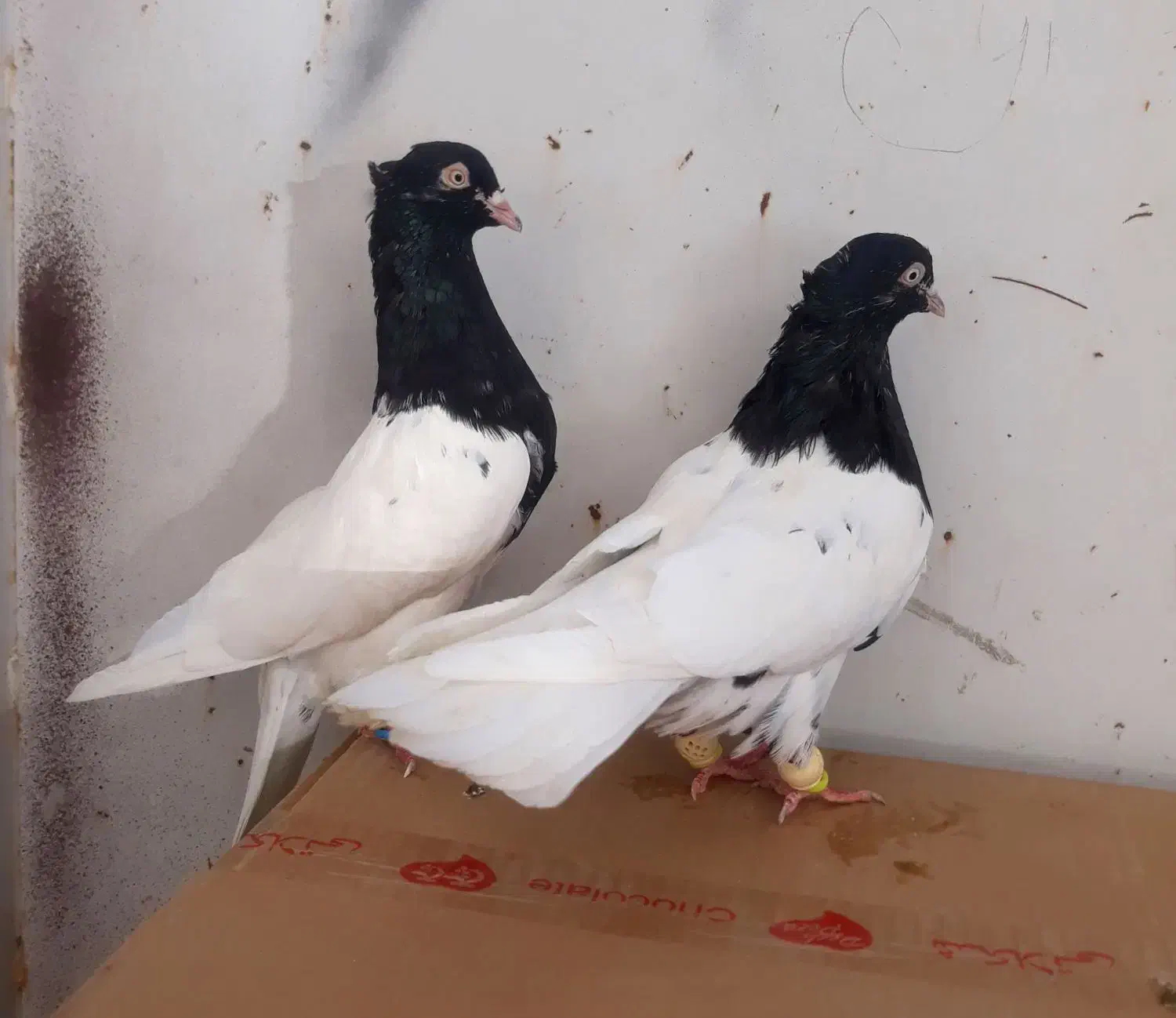 فروش جفت کله سیاه یاهمون کله اهوازی|پرنده|کارون, |دیوار