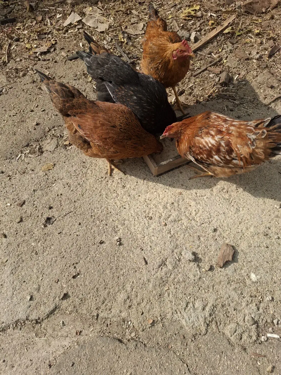 دوخروس وسه مرغ قیمت توافقی|حیوانات مزرعه|تویسرکان, |دیوار