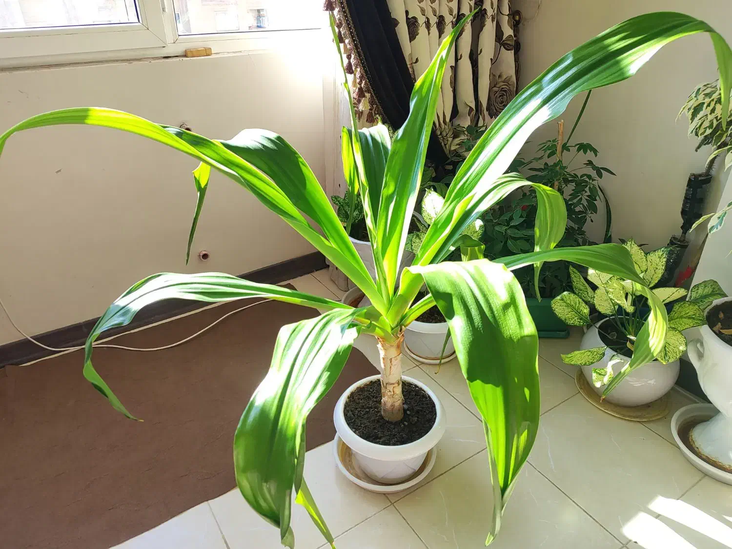 گل طبیعی|گل و گیاه طبیعی|فولادشهر, مسکن مهر فولادشهر|دیوار