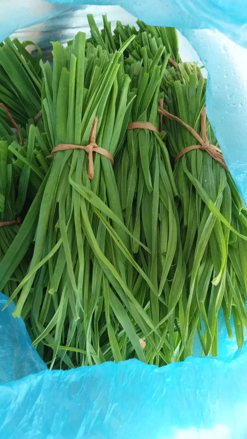 سبزی محلی برای قورمه وکوکویی موجود|خوردنی و آشامیدنی|رشت, حومه رشت|دیوار