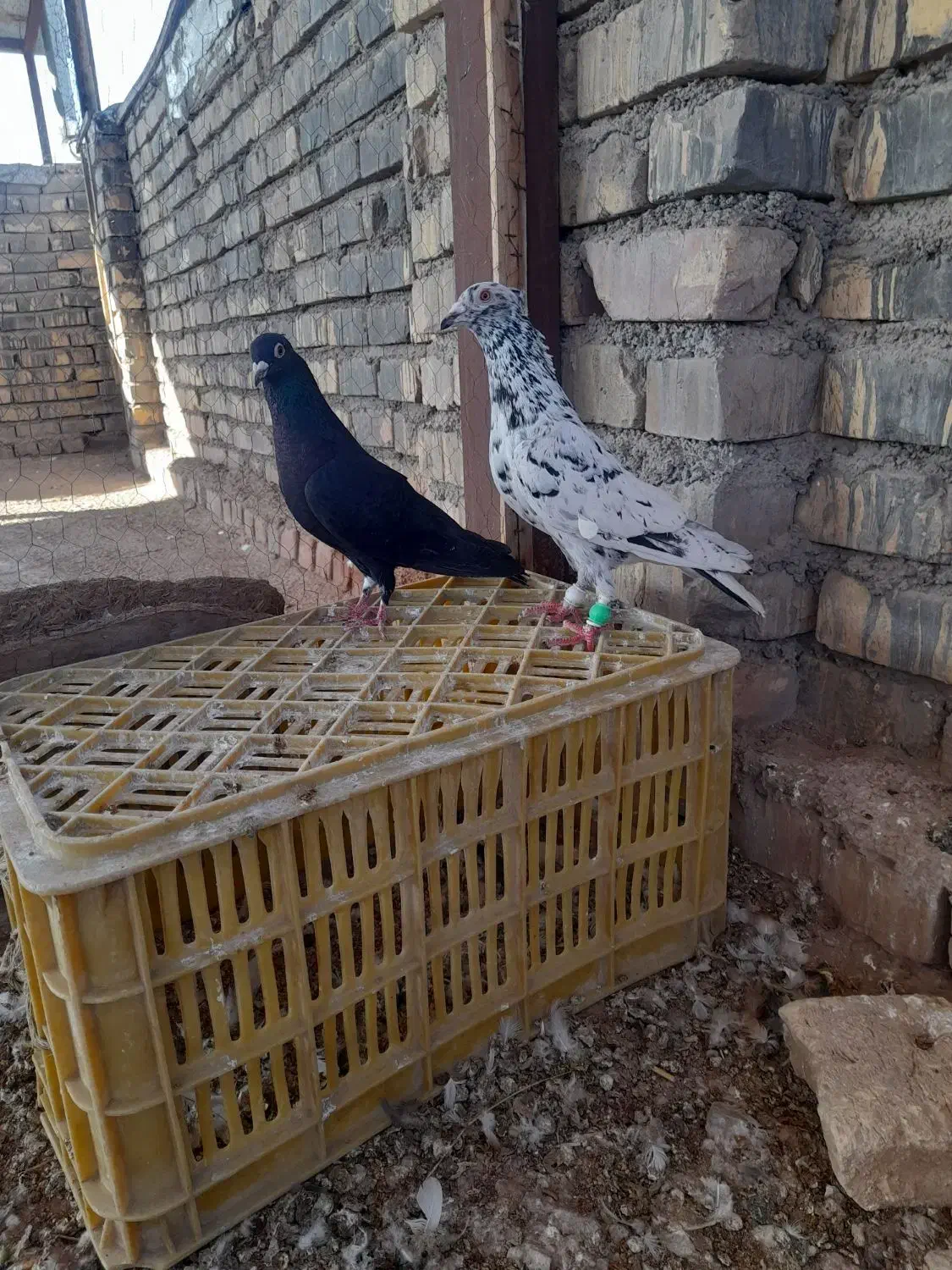 کبوتر|پرنده|اسفراین, |دیوار