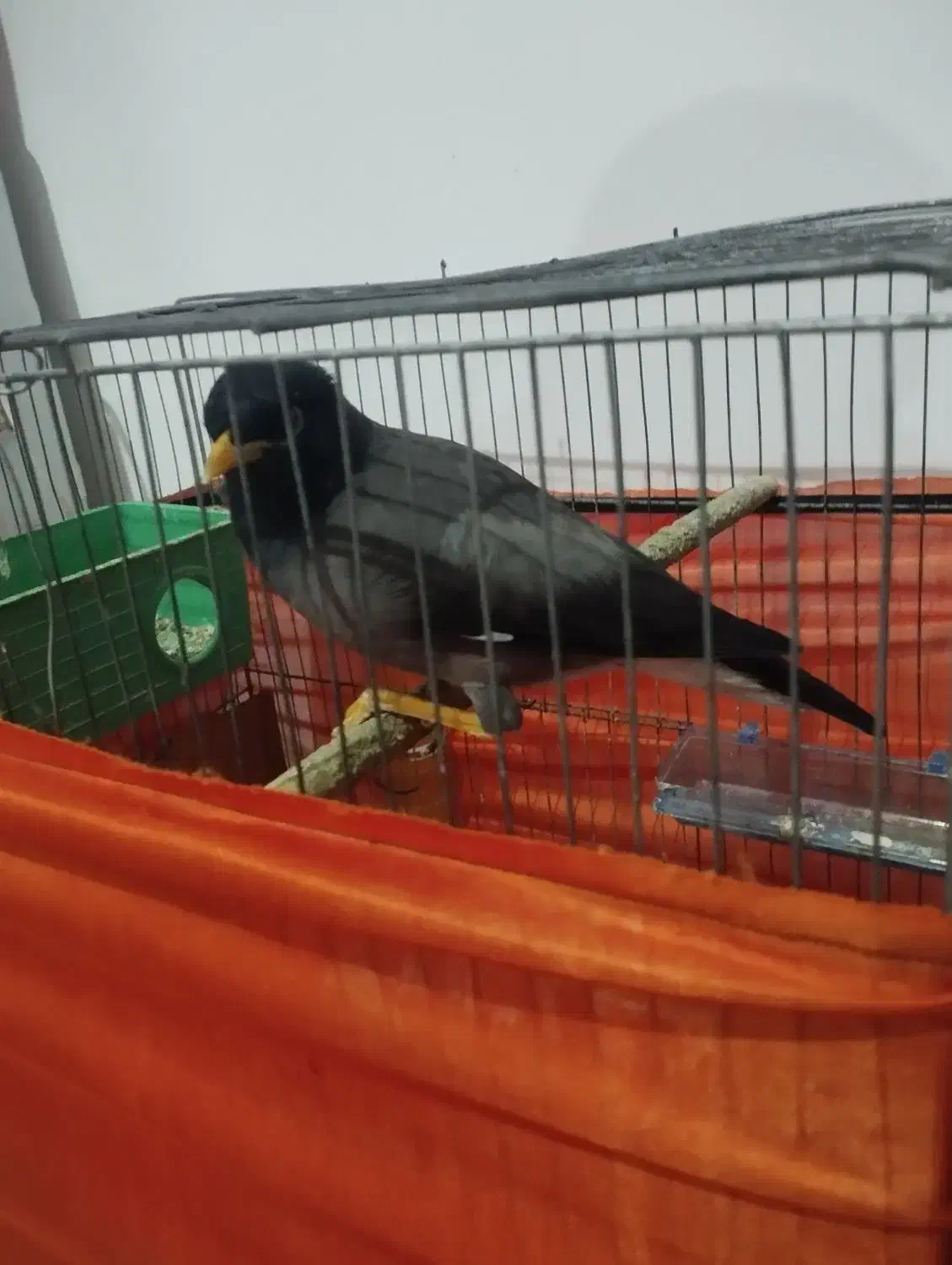 یک عدد مرغ مینا|پرنده|عنبرآباد, |دیوار