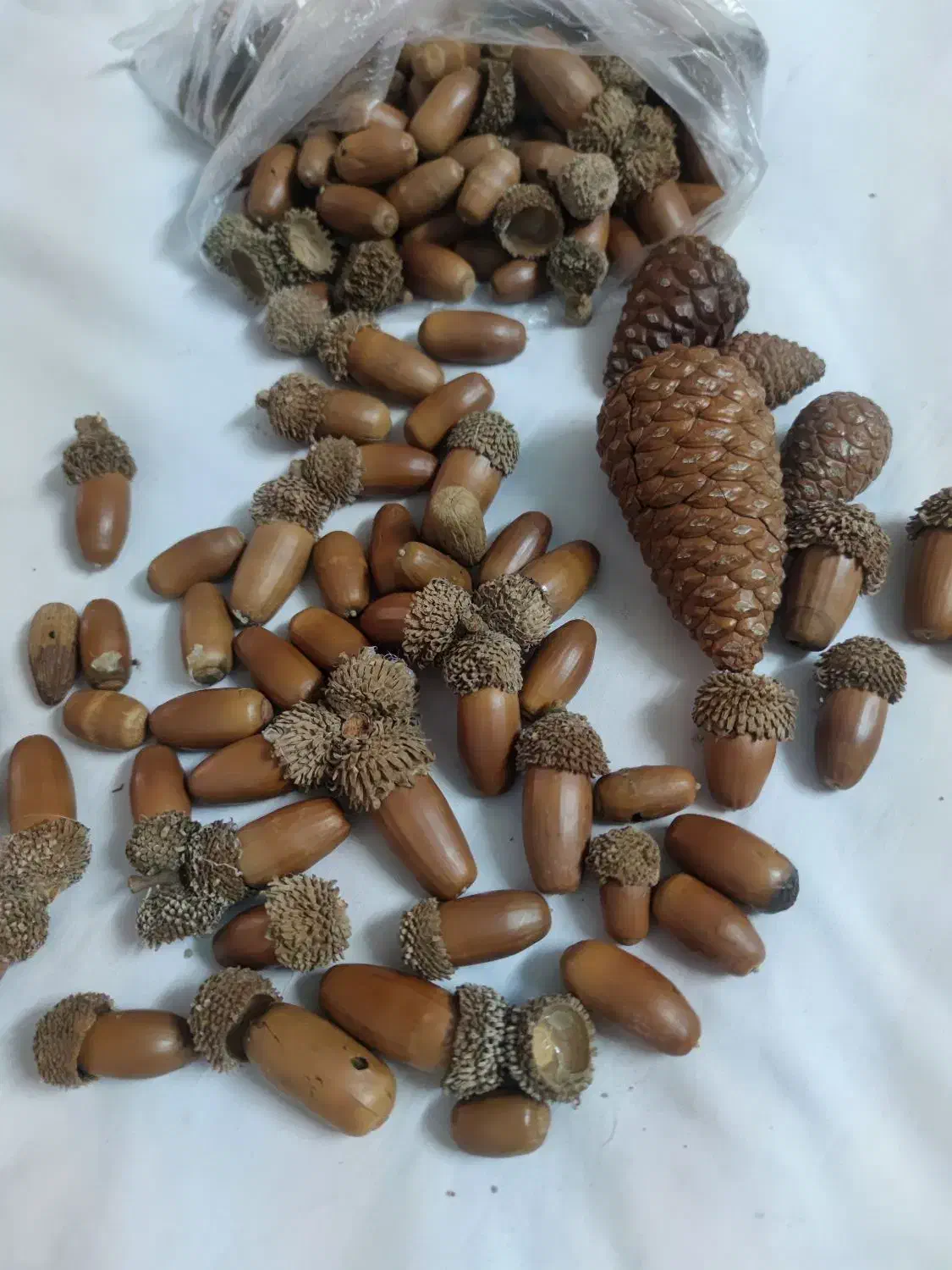 سبد حصیری کاج و بلوط یلدا|صنایع دستی و سایر لوازم تزئینی|قم, نوقطار|دیوار