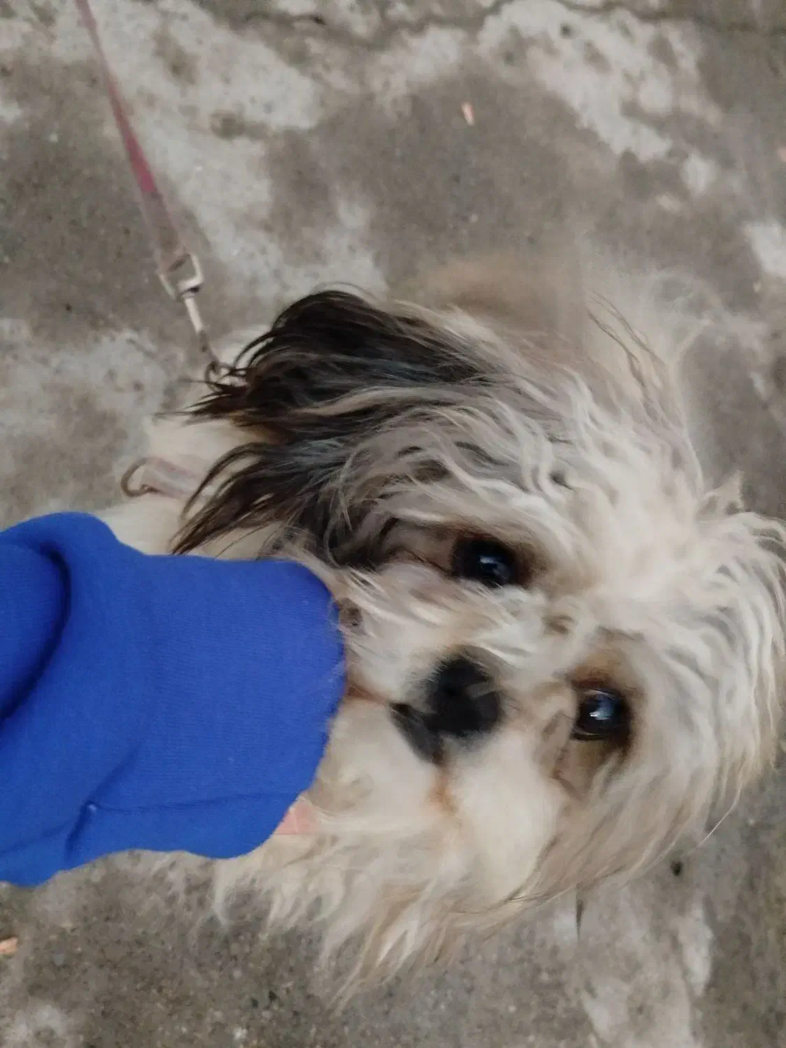 سگ پا کوتاه|سگ|کنگاور, |دیوار