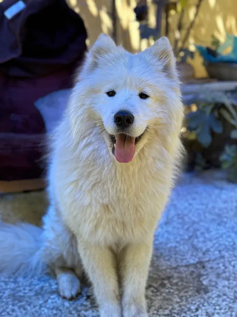 گمشده سگ ساموئید سفید نر|حیوانات|رامجین, |دیوار