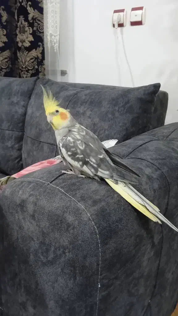 عروس هلندی نر|پرنده|چاف و چمخاله, |دیوار