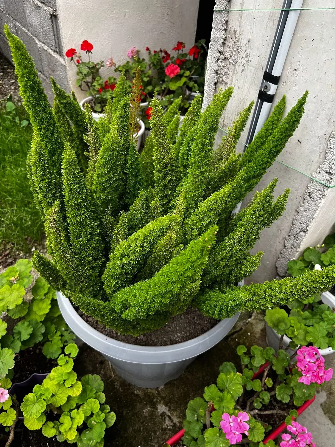 گل دم روباه|گل و گیاه طبیعی|رشت, حومه رشت|دیوار