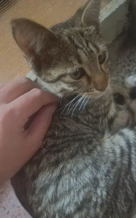 واگذاری دو بچه گربه ۸ماهه|گربه|اصفهان, عمان سامانی|دیوار