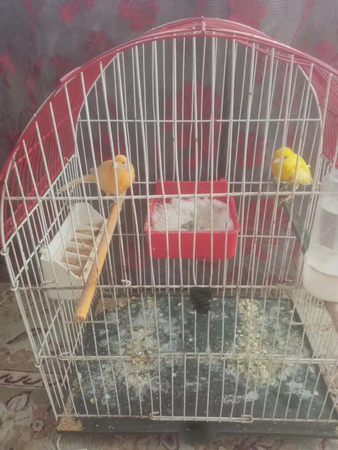 قناری جفت زرد وسرخ با سه عددتخم|پرنده|سبزوار, طبرسی (جعفرآباد)|دیوار