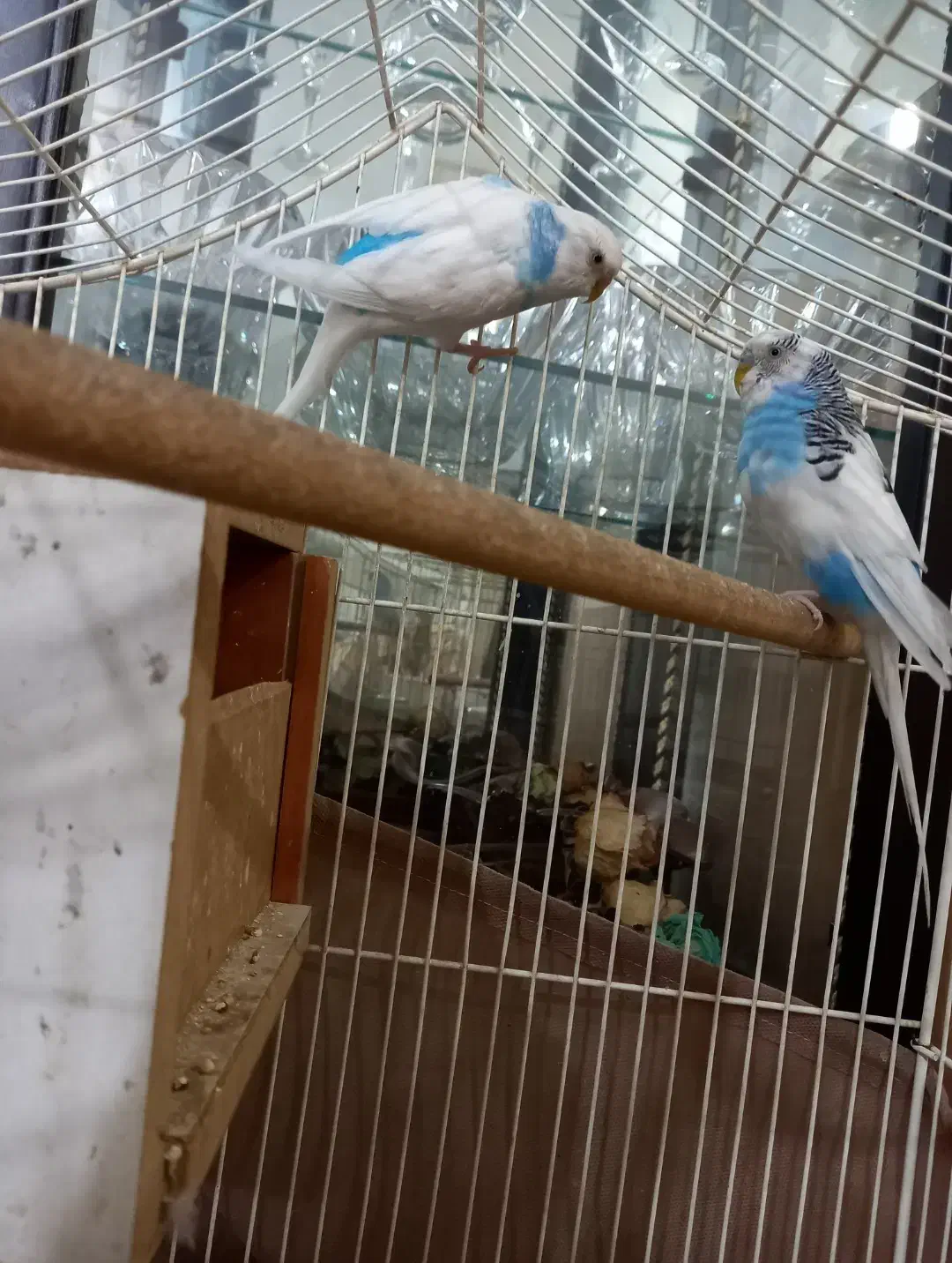 مرغ عشق|پرنده|قم, شاه سید علی|دیوار